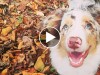 Australian Shepherd in a pile of leaves