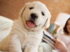 Happy puppy in bed