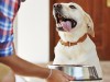 Pet owner feeding his dog