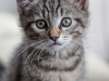 Feral Cat Saves a Helpless Kitten during Tornado