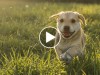 Five Adorable Dog Videos to Make You Ache for Spring