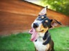 Dog tilting head, waiting for puzzle