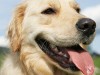 Golden Retriever Lifetime Study Will Evaluate 3,000 Dogs!