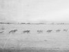 How Sled Dogs Helped Win World War I