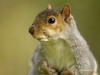 What Should You Do With Injured Wildlife?