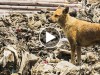 Abandoned Junkyard Dog Risks Life Daily to Care for Other Animals