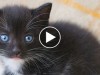 Tiny black kitten with blue eyes