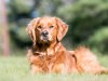 Golden Retriever's like this can sometimes have a air outside the lungs