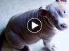 Gray Pit Bull puppy looking up