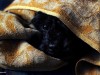 Dog hiding under blankets is scared of thunder 