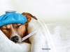 dog in bed, sick with canine influenza: H3N2
