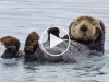 Orphaned Baby Sea Otter Finds New Home