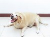 Obese lab on the floor