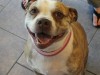 Smiling white pit bull in practice waiting room