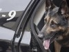 Police Dogs May Face Early Retirement—Find Out Why!
