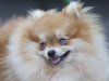 Pomeranian Saves Family From House Fire