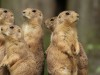 Prairie Dog Deaths Cause Concern about the Plague