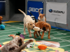 Puppy Bowl