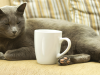 Cat Café to Open This Summer in Montreal
