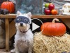 5 Horribly Hilarious Halloween Pet Videos #1