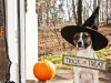 5 Horribly Hilarious Halloween Pet Videos