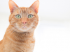 5 Things Vets Hate About Kidney Disease in Cats … And How That’s About to Change