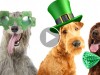 Adorable Irish Breeds to Perk Up Your St. Patrick's Day
