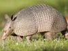 Armadillos Spread Leprosy in Florida: Are Dogs and Cats at Risk?