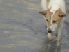 Austin Floods Force Shelter Animals to Evacuate: City Rallies in Support