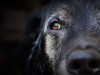 Blind Dog Rescued by Cyclist from Freezing Conditions