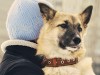 Chicago's Mystery Dog Virus Outbreak Identified as Asian Strain