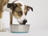 Dog eating out of bowl