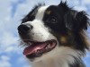 Australian Shepherd looking to the sky