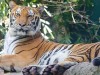 Dog Virus Poses Threat to Tigers and Lions
