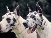 Two Great Danes