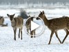 Father and Son Rescue Stranded Deer