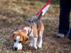 Is Your Dog a Picky Pooper?