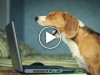 January 2015’s Top 5 Pet Videos