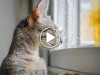 Kitten Sees Snow For The First Time, Adorableness Ensues
