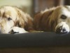 Two dogs sharing a bed