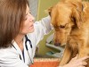New Study Looks at Dog Anxiety and Veterinary Visits
