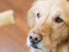 Dog waiting for treat