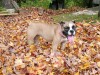 Bulldog in the leaves
