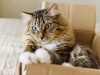 Why do Cat's Like Boxes? New Study Offers New Answers