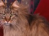 At 26, Corduroy Takes the Title of World’s Oldest Cat