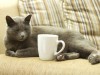 Would You Like a Cat with That Coffee?