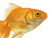 Resilient Goldfish Saved by Amazing Surgery