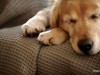 Golden Retriever Sleeping on Couch