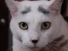 White cat with eyebrows