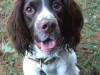 Springer spaniel in the yard